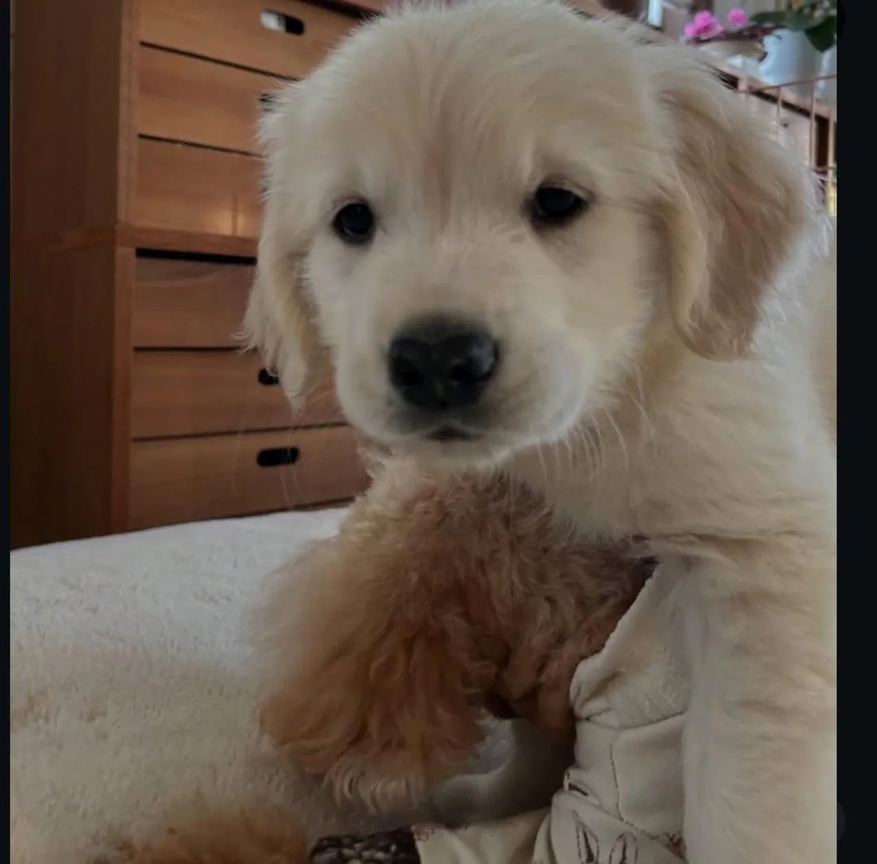 Filhote Golden Retriever, Amor, Carinho e Muita Fofura em Um Só Pacote!