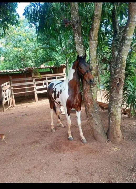 Cavalo de raça Mangalarga Machador