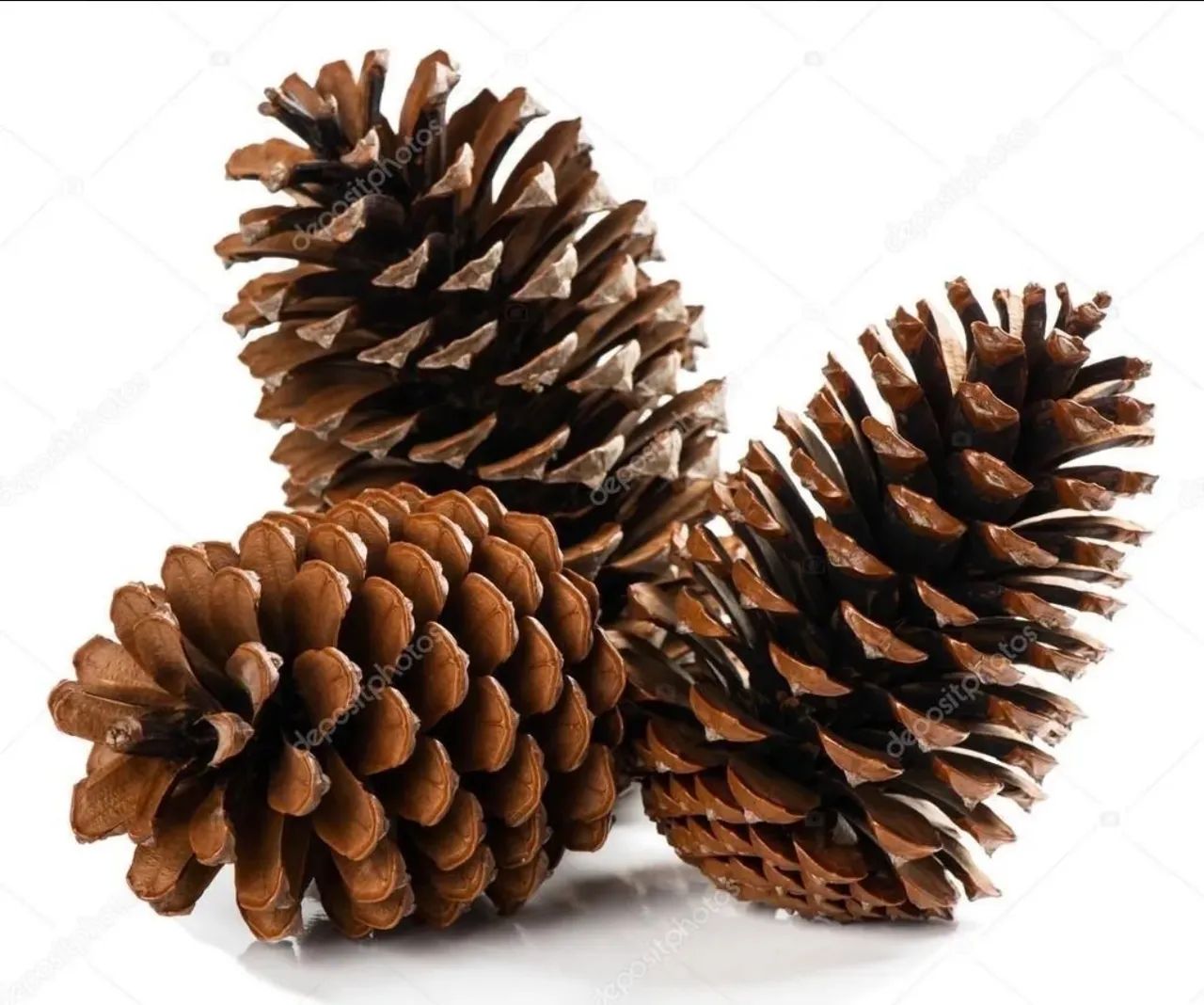 Kit com 10 Pinhas Naturais para Decoração e Artesanato - Foto 4