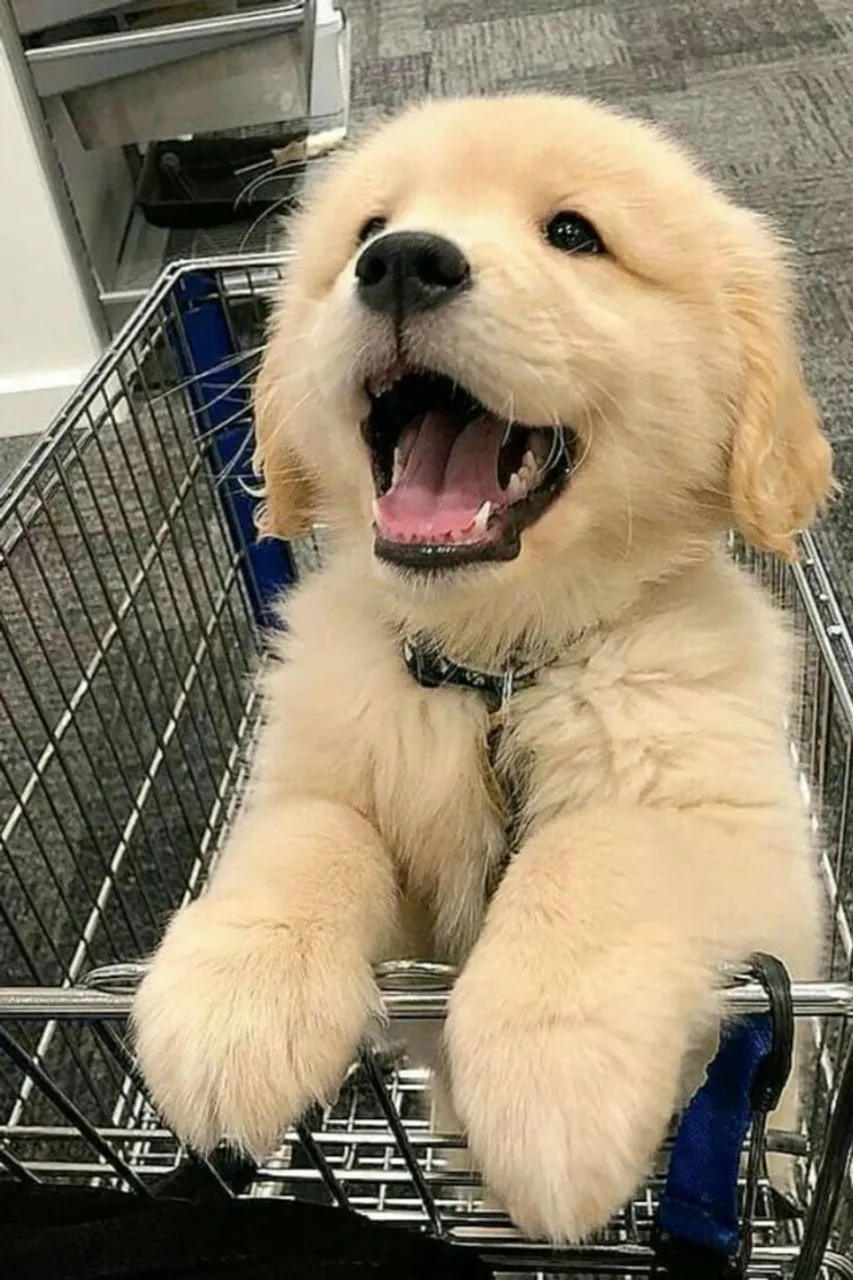 Golden Retriever - Carinhoso, Dócil e Pronto para a Nova Família!