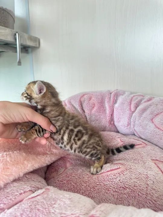 Gatinho Bengal Brown femea e macho - Foto 4