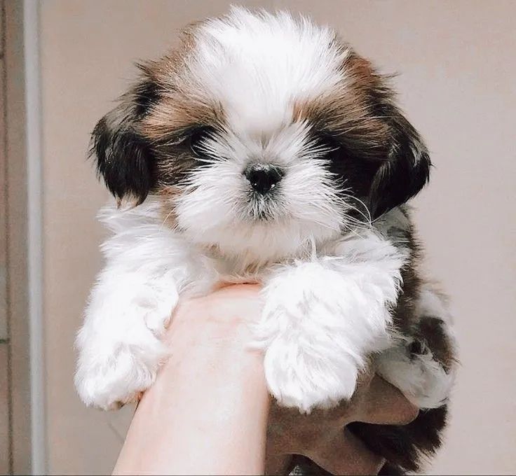 Filhote de Shih Tzu seu filho merece 