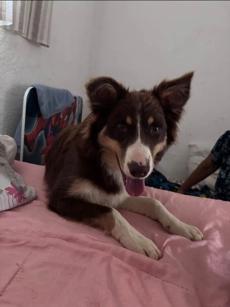 (ADOÇÃO) Border Collie - Filhote Macho 