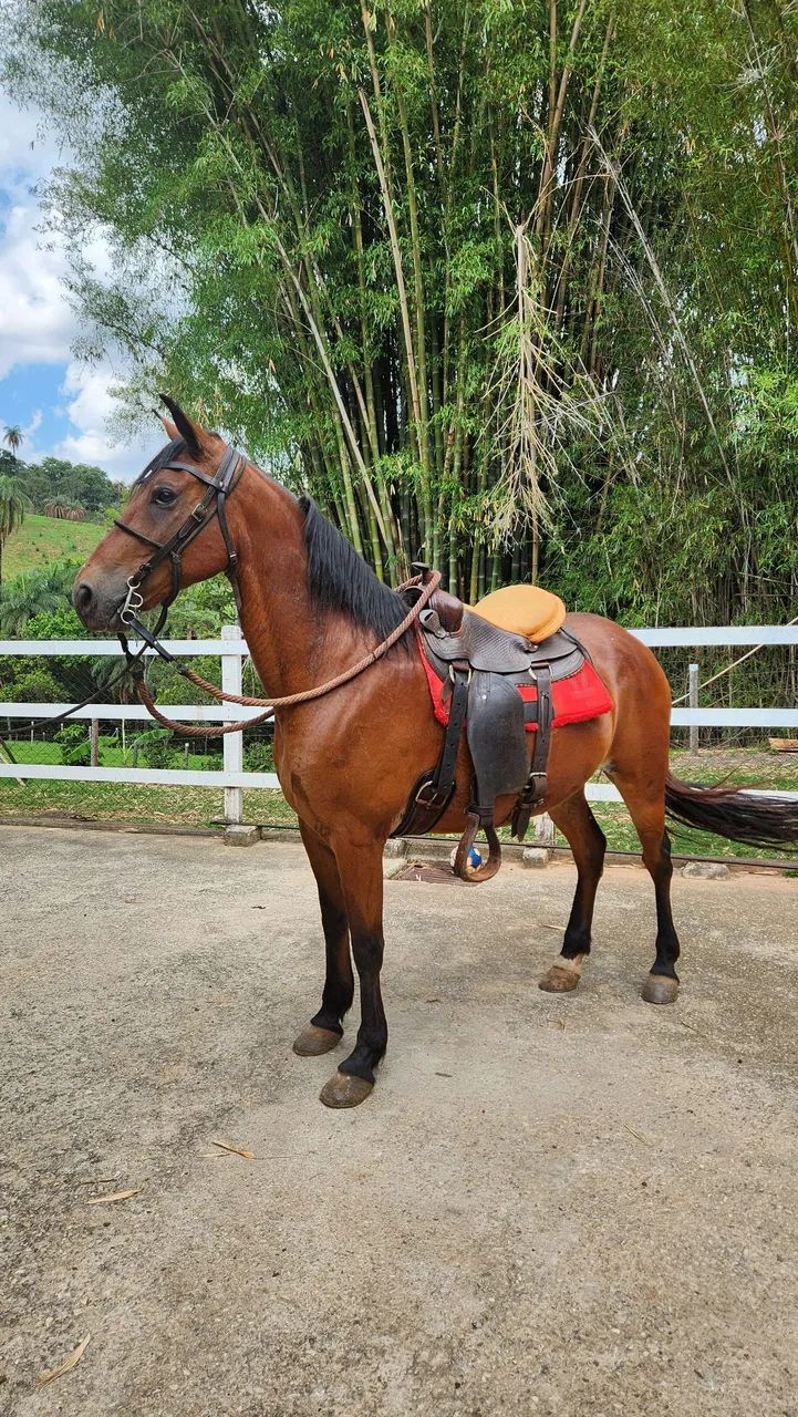 Cavalo Castrado MM - Foto 6
