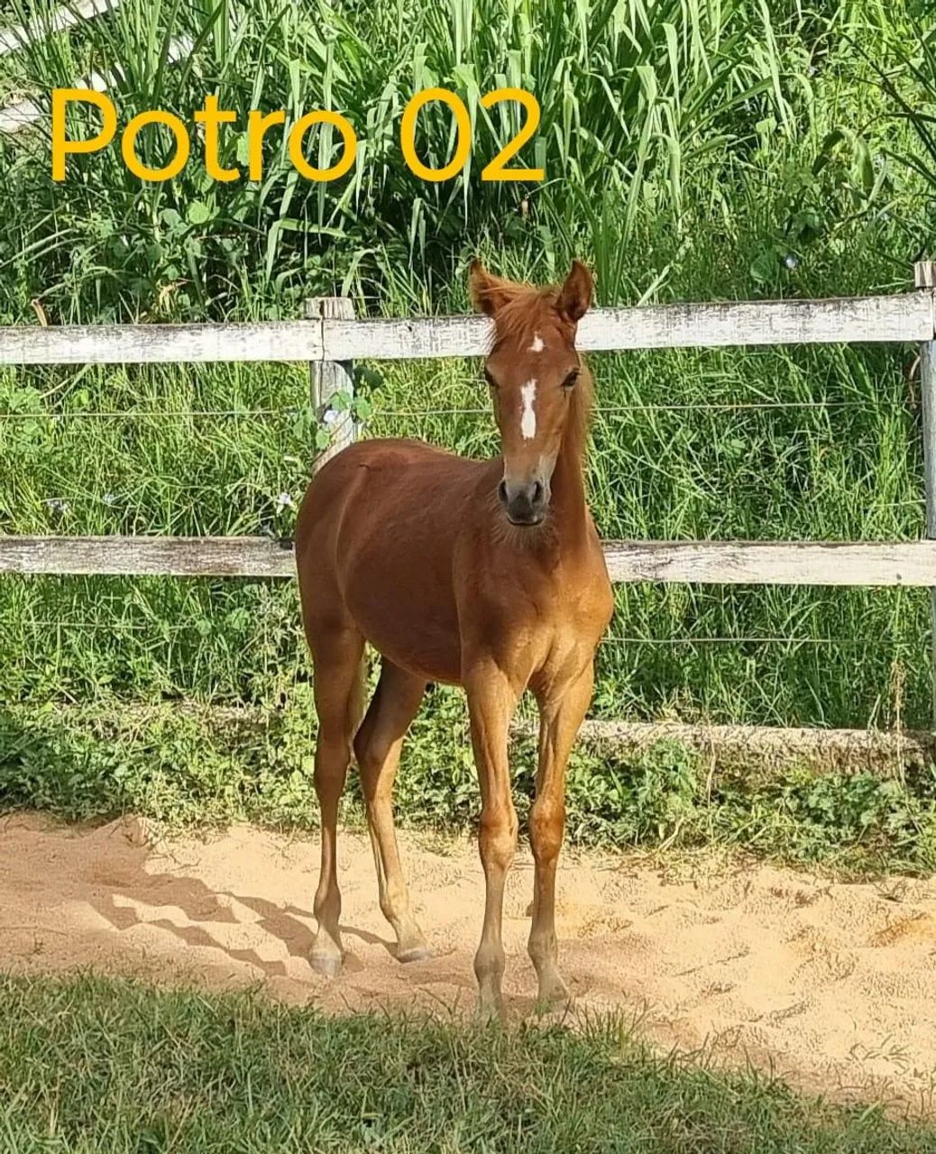 Oportunidade!!! 02 potros registrados filhos do Fajardo do Timbó!!!!! - Foto 2