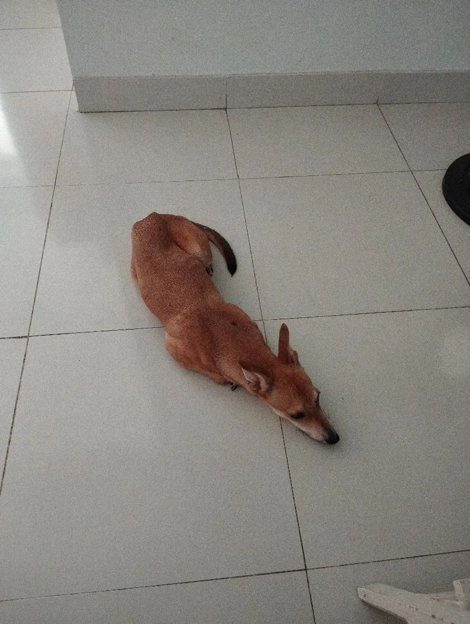 Cachorra fêmea ADOÇÃO RESPONSÁVEL  - Foto 3