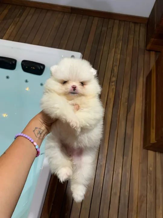 Lulu da pomerania branquinha - super carinhosa   - Foto 3