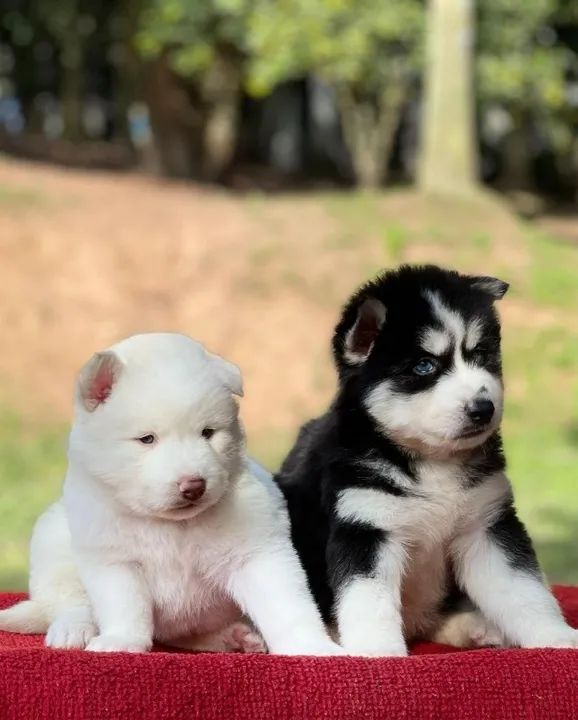 Husky Siberiano  - Foto 3
