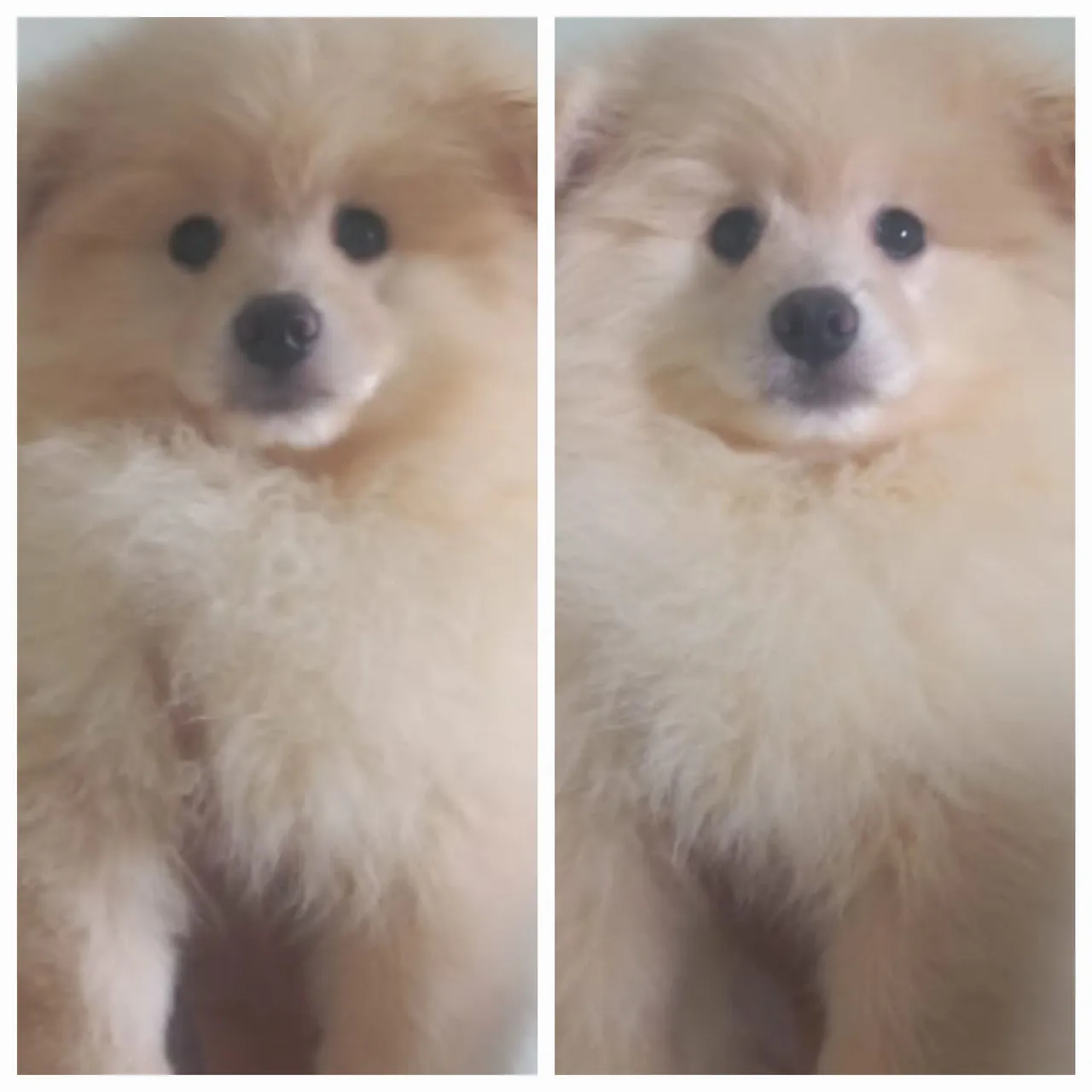 Lindo filhote de Spitz Alemão