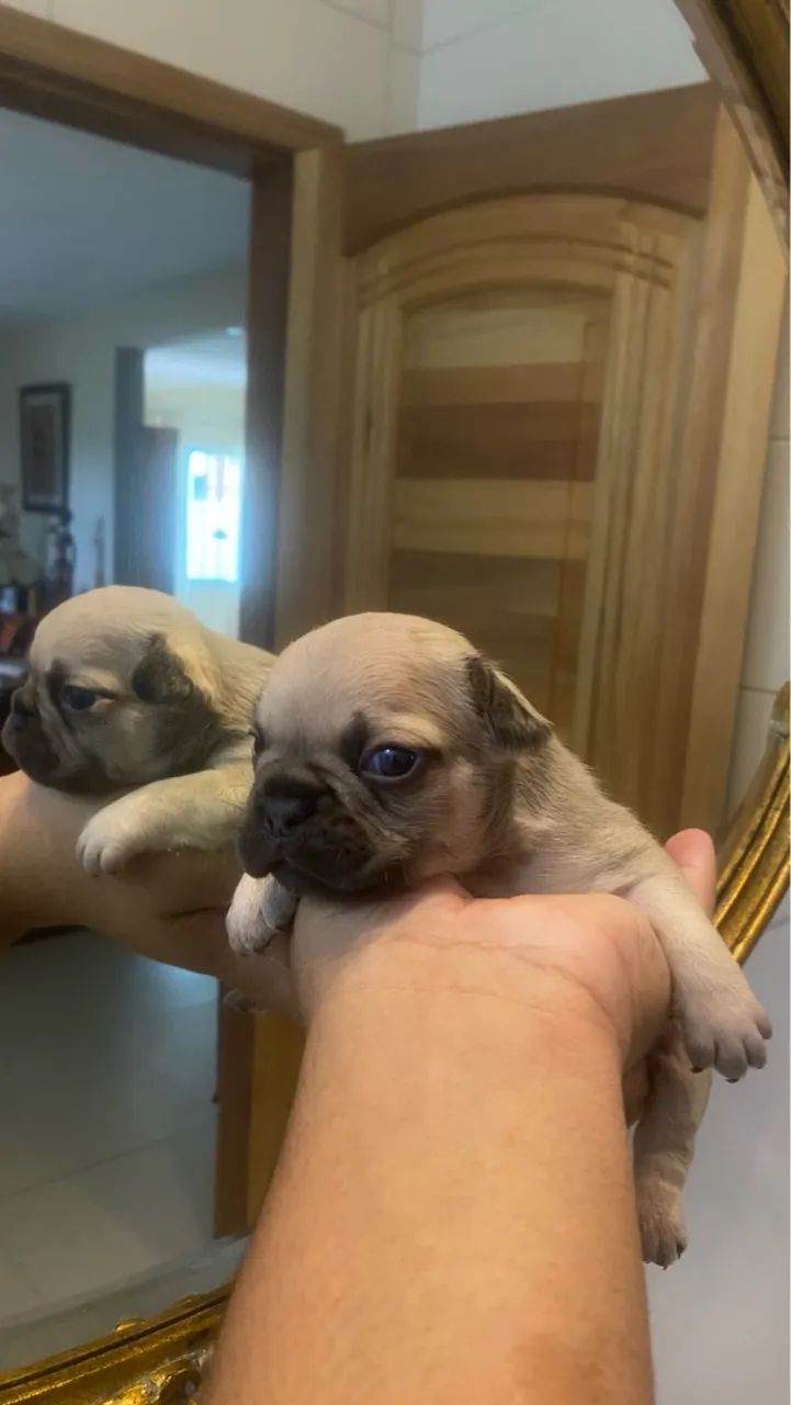 Buldogue francês tigrado ou faw - Foto 2