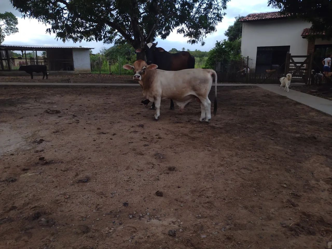 Bezerro Anão macho - Foto 3
