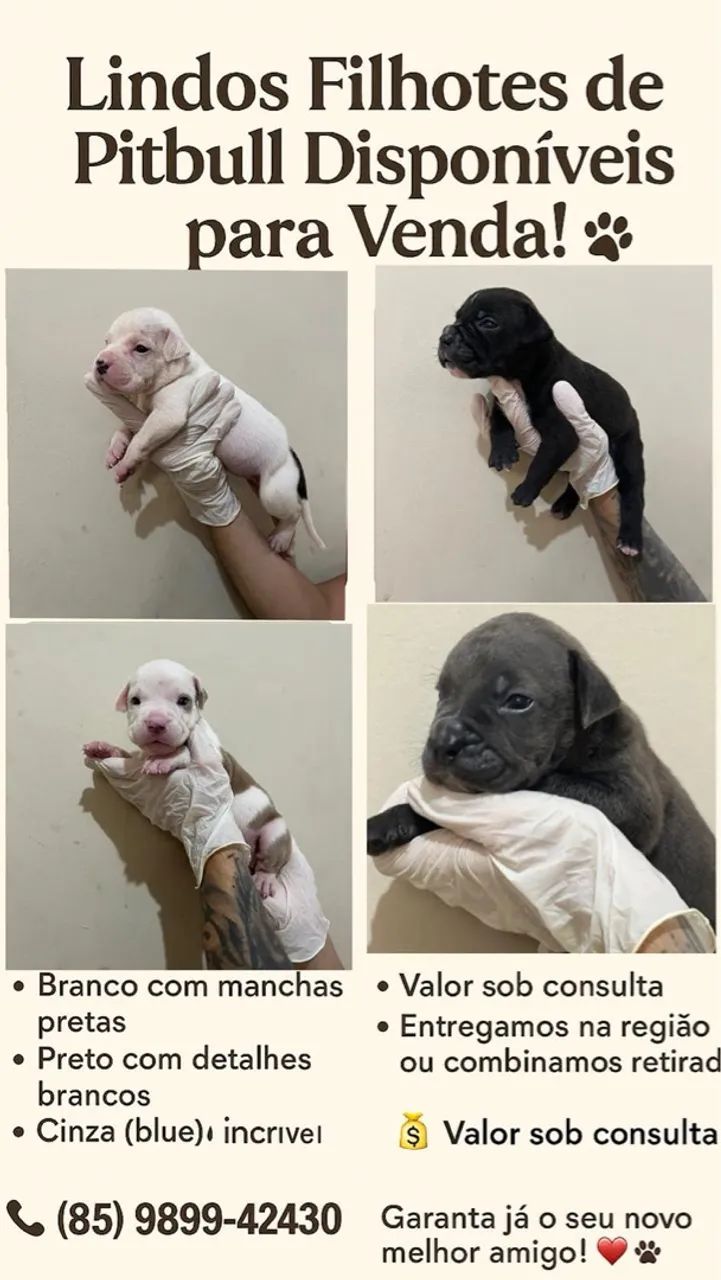 Filhotes de American Bully