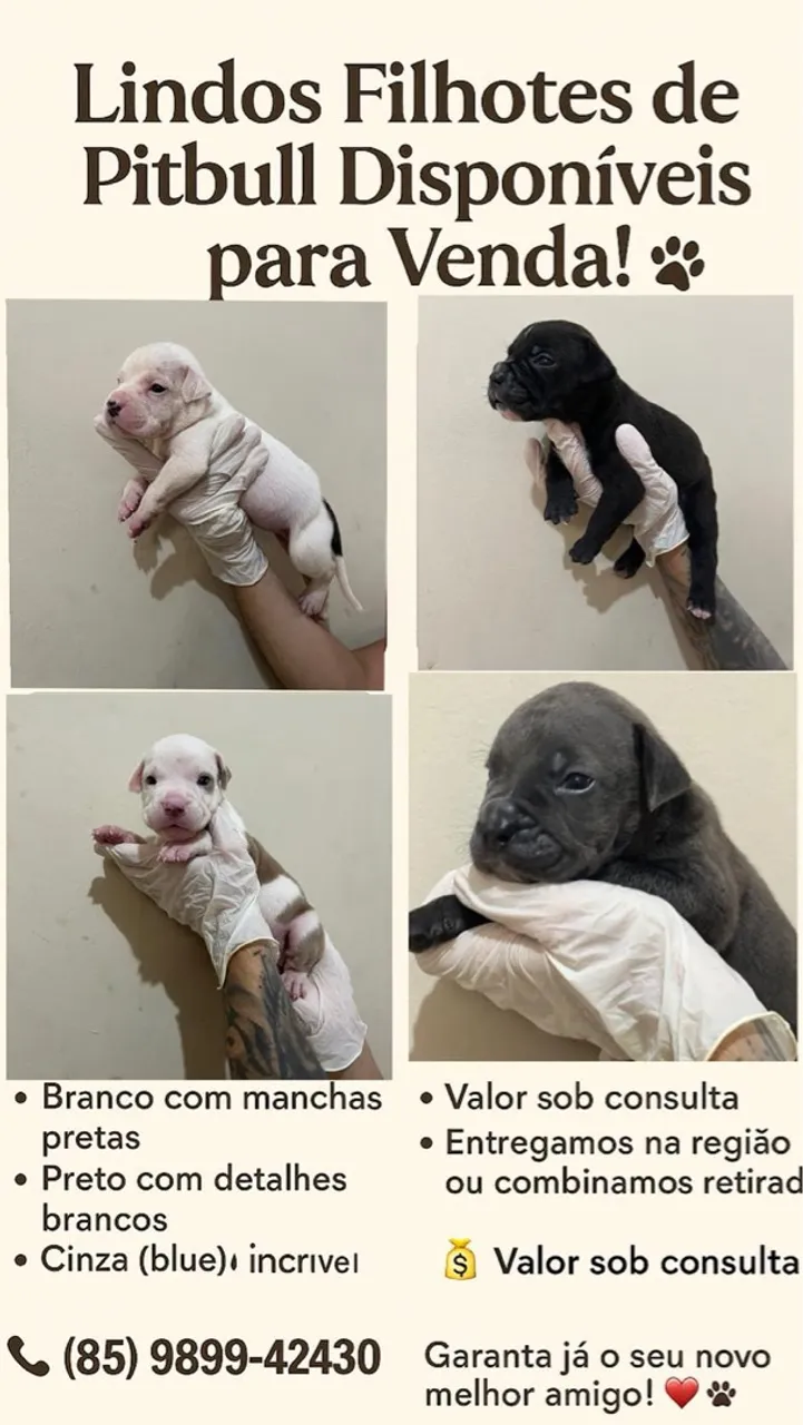 Filhotes de American Bully