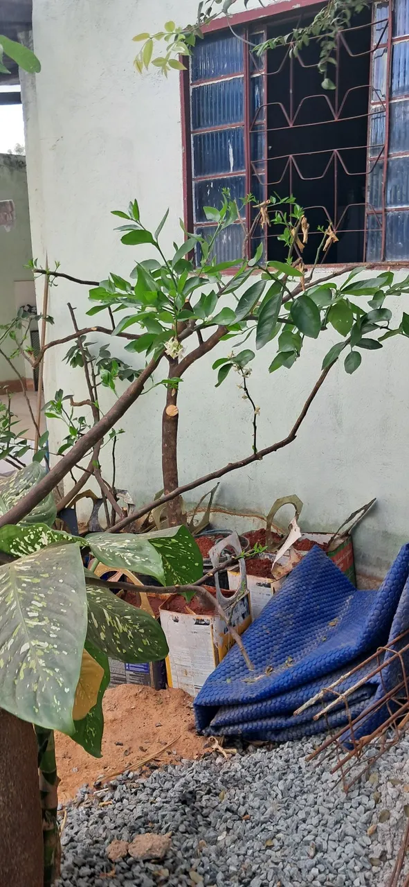 Vendo Mudas de limão itaiti- produz rápido