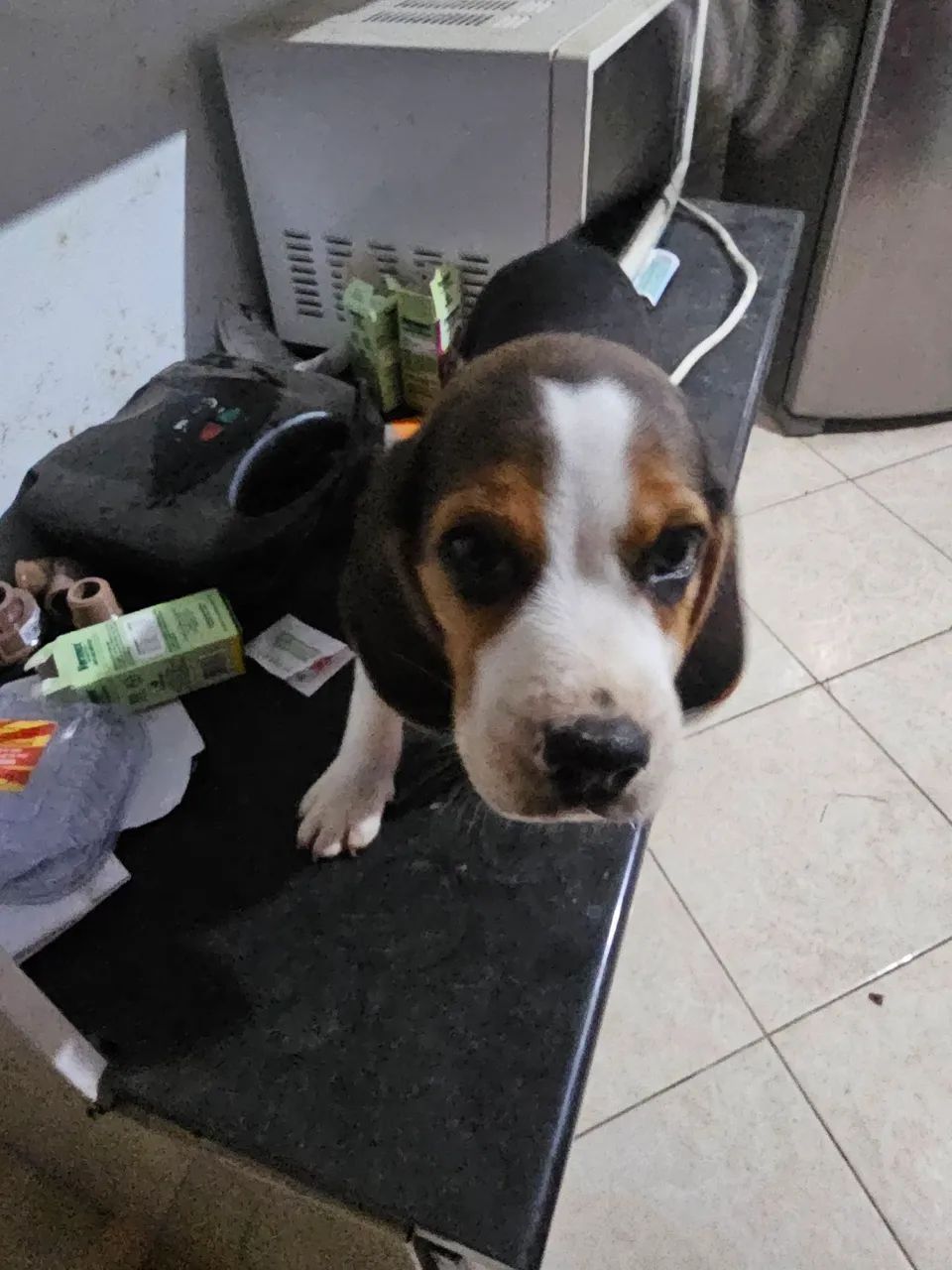 Filhote Beagle - Foto 2