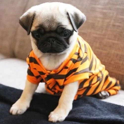   filhotinhos lindos de (Pug Macho e Fêmea Porte Pequeno) Pedigree Garantia e Vacina  - Foto 4