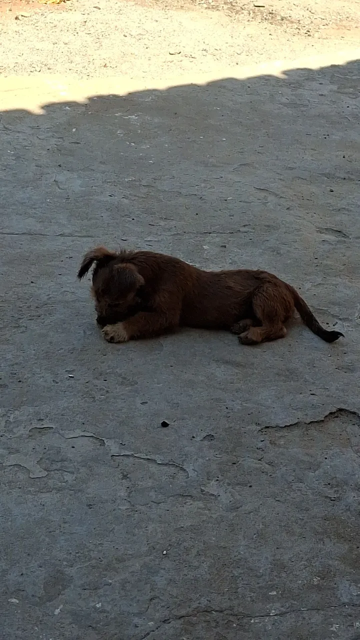 Filhote de cachorro fofo para adoção