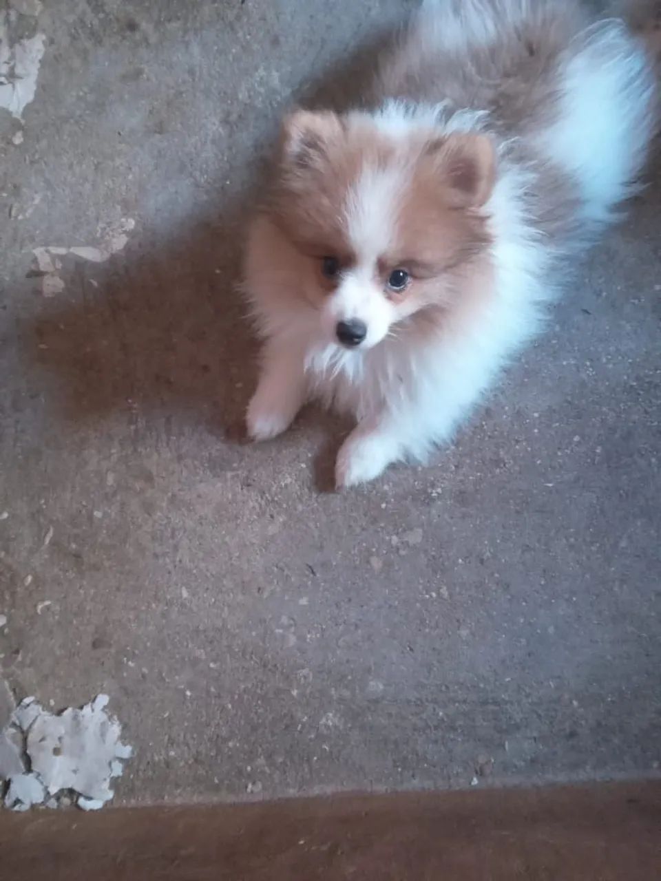 Filhote de Spitz Alemão - Foto 3