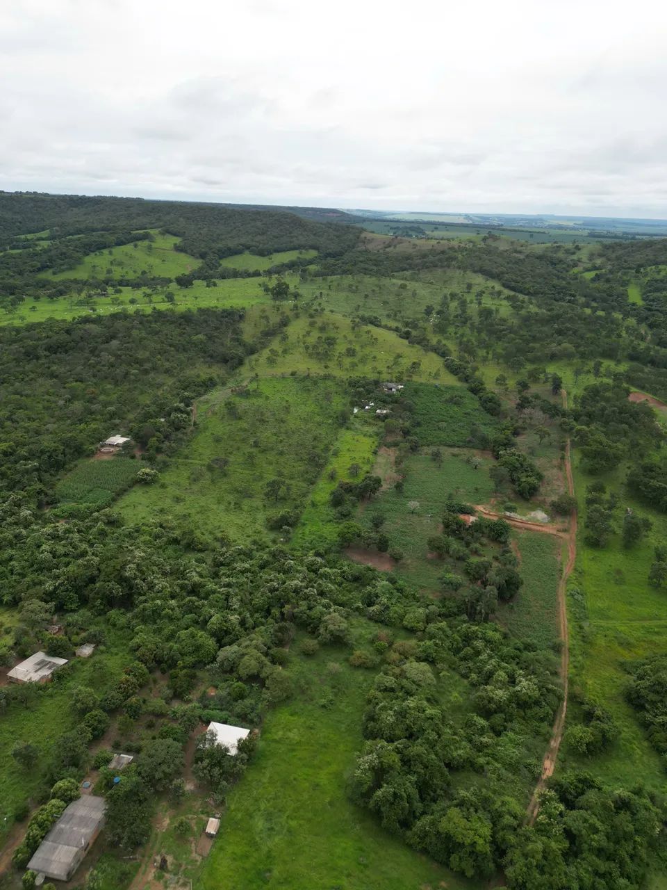 37.000 m ² com 50.000 pes de guariroba - Foto 3