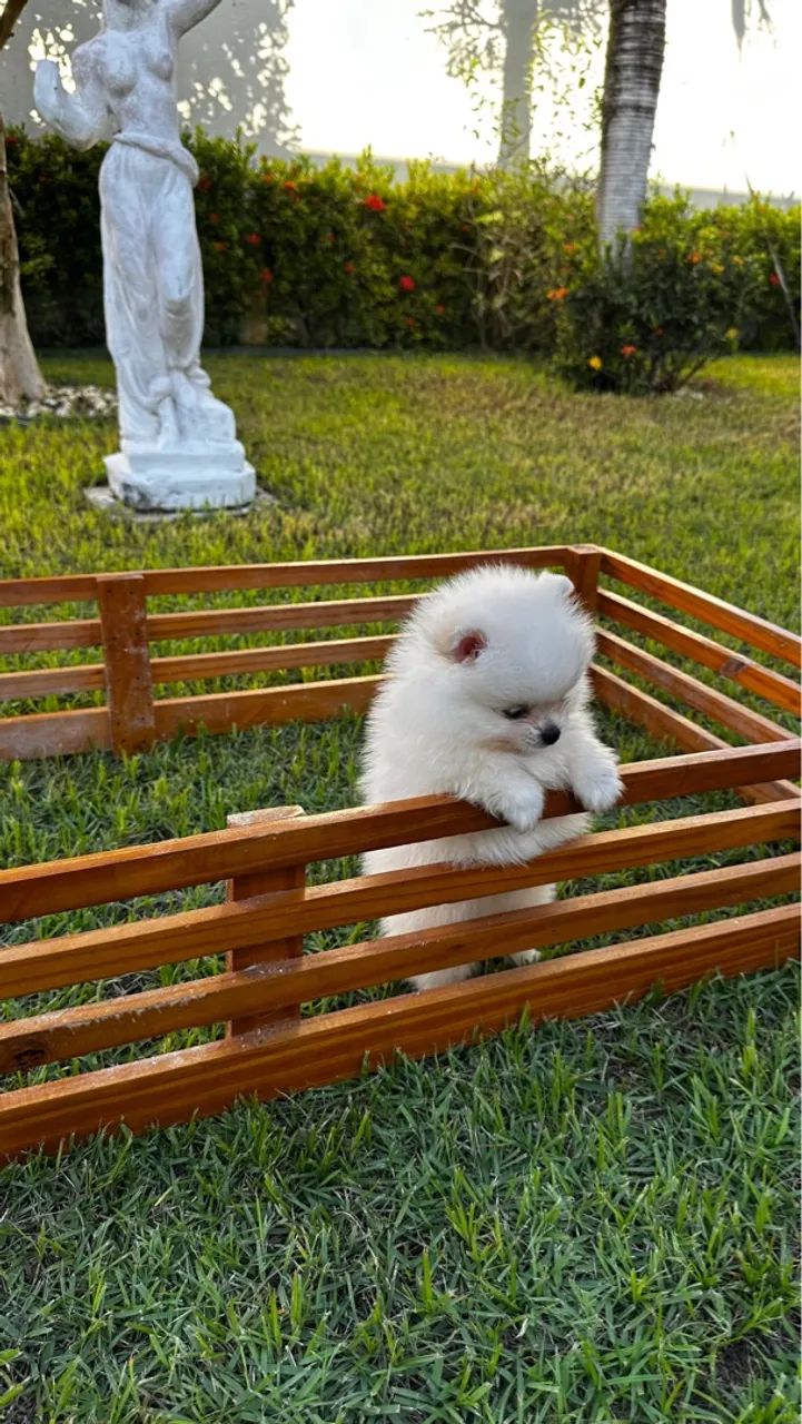 Dois filhotes machos de Spitz Alemão - Foto 2