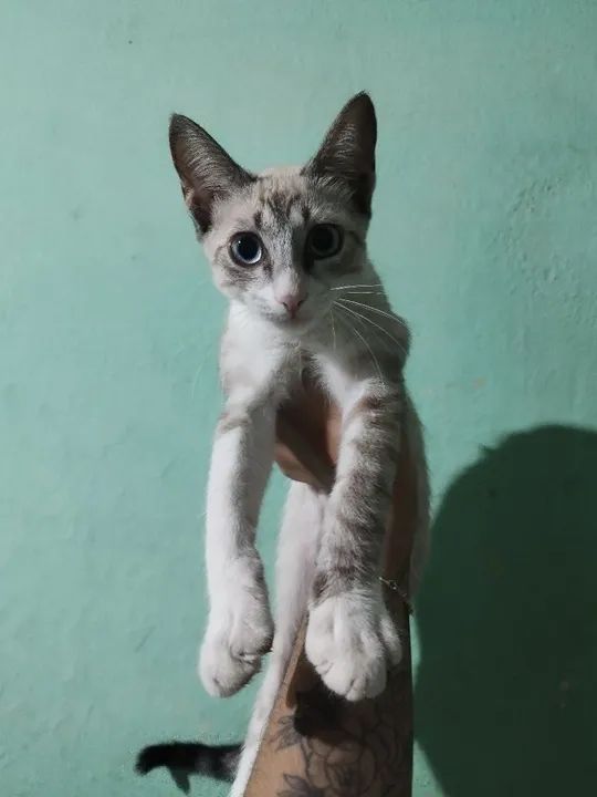 Adoção Responsável  - Foto 2