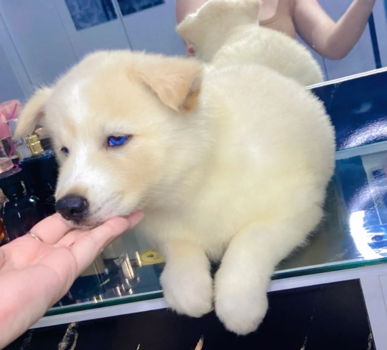 Filhote fêmea de husky siberiano, linhagem pura  - Foto 2