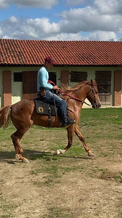 Vendo cavalo mangalarga marcha picada 