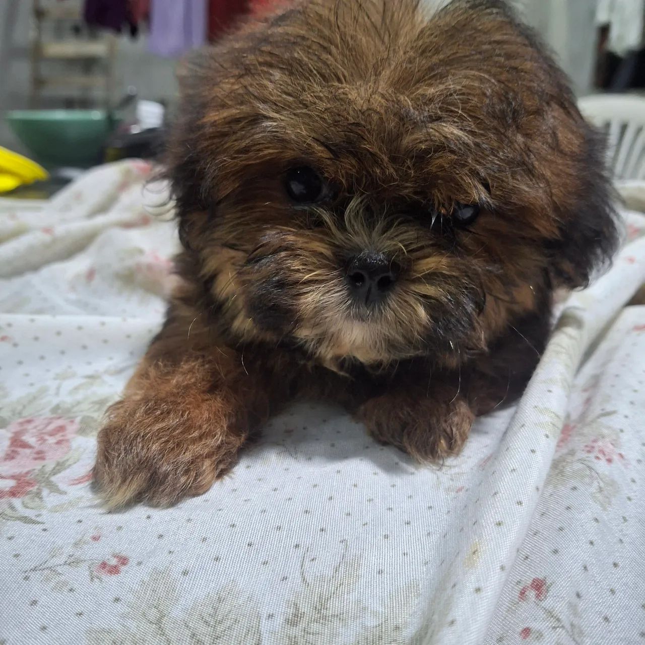 Lhasa apso - Foto 2
