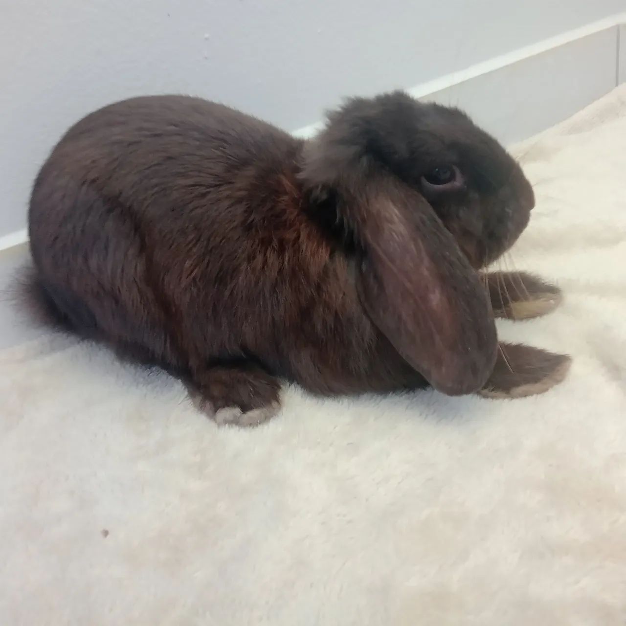 Filhote Mini lop - Foto 5