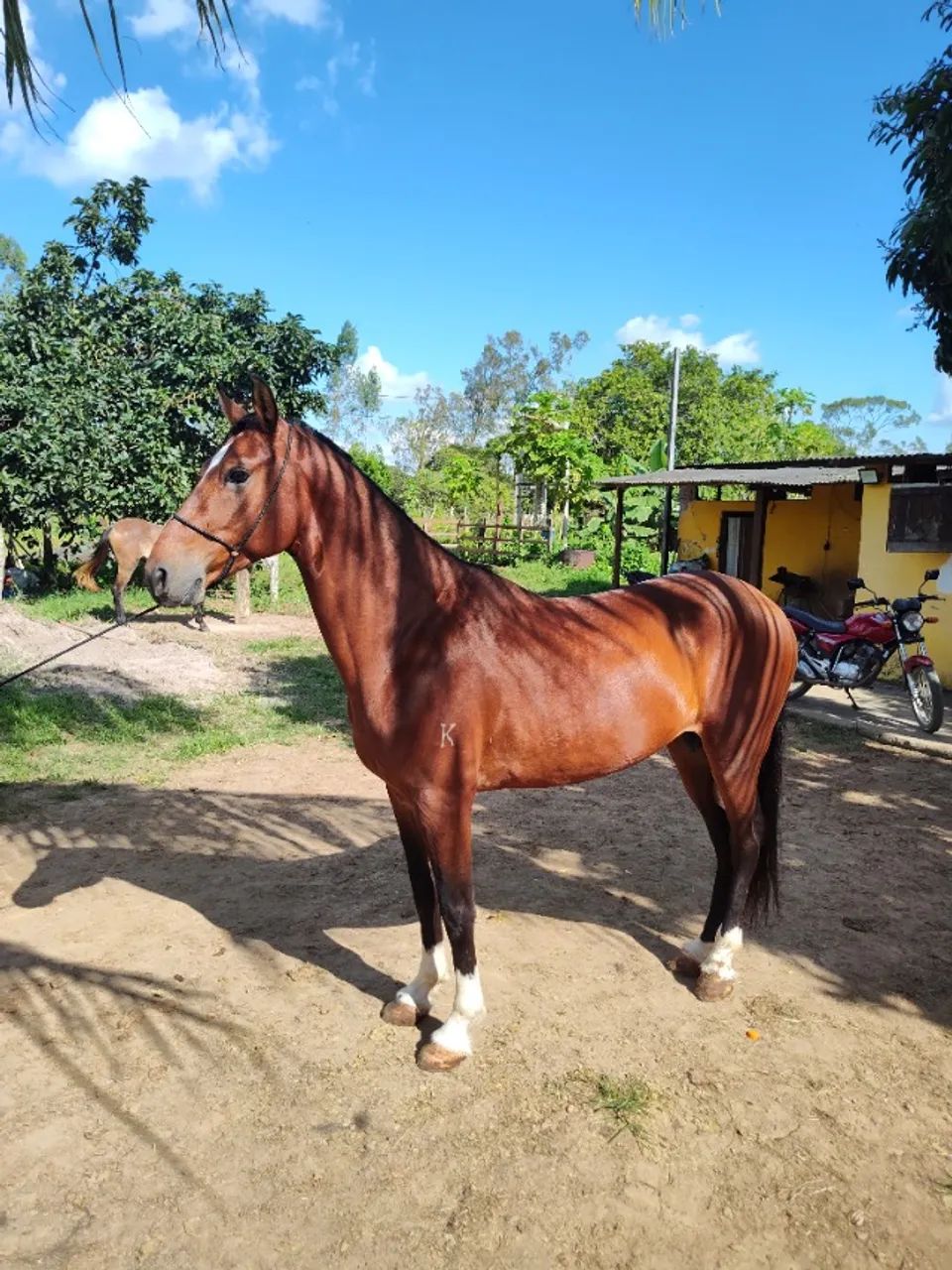 Cavalo Garanhão Mangalarga Machador TOP 7 Anos Registrado - Foto 5