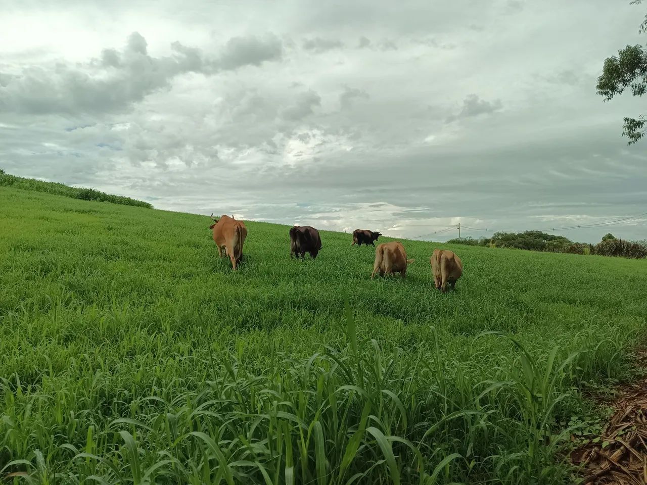 Vendo vacas, 5 mil cada uma 
