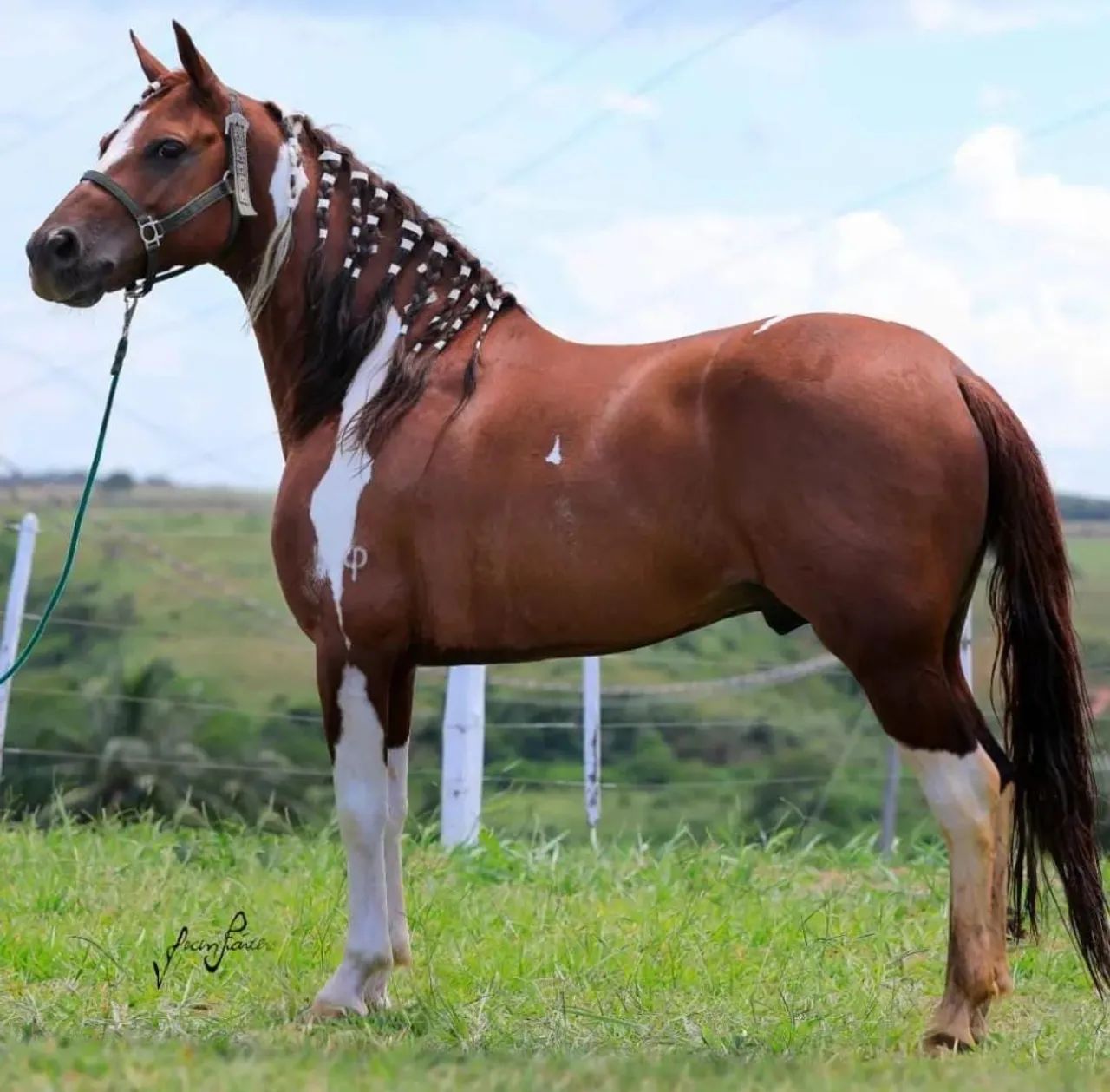 Vendo mangalarga marchador - Animais para agropecuária - Centro ...