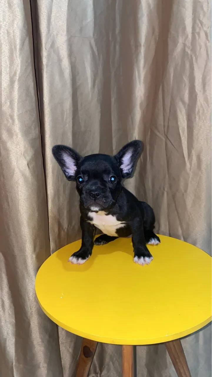 Filhotes de Bulldog Francês - fêmea bem curtinha promoção