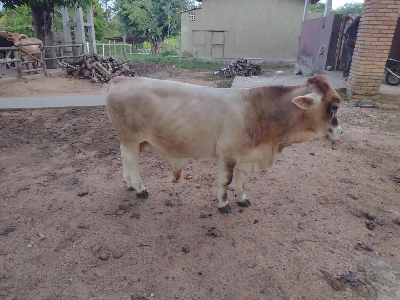 Bezerro Anão macho