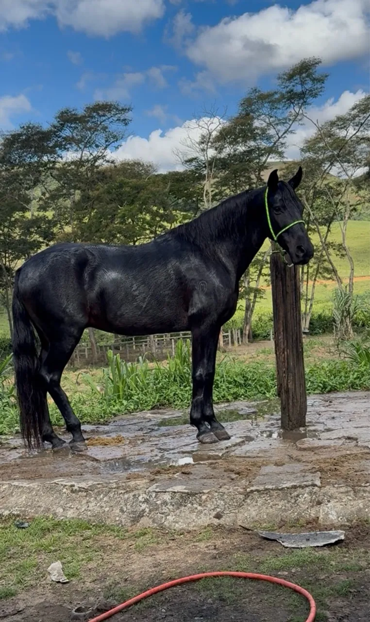 Cavalo Mangalarga Marchador