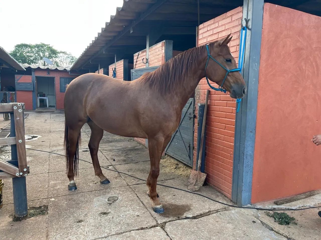 Égua registrada a venda. Quarto de milha 