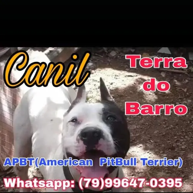 FILHOTES DE PITBULL