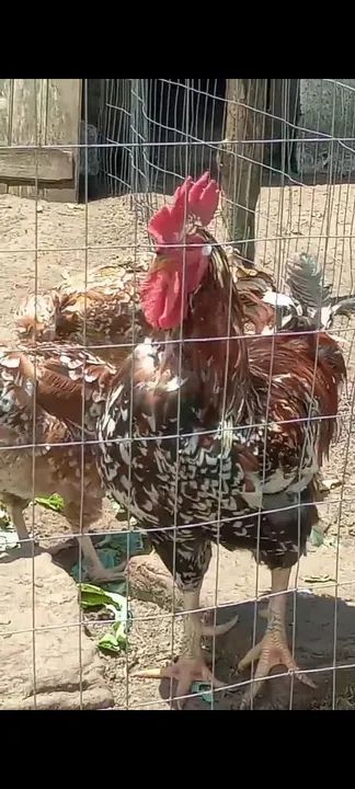 Pintos GSB e Criolo Gigante 