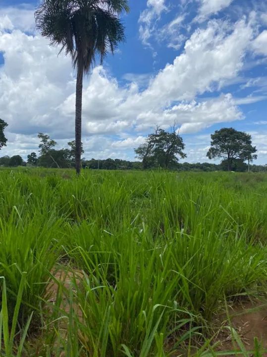 Fazenda arrendamento 1.600hec em Poconé MT. - Foto 5