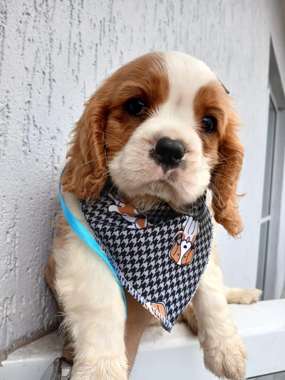 Cavalier macho com procedência veterinária