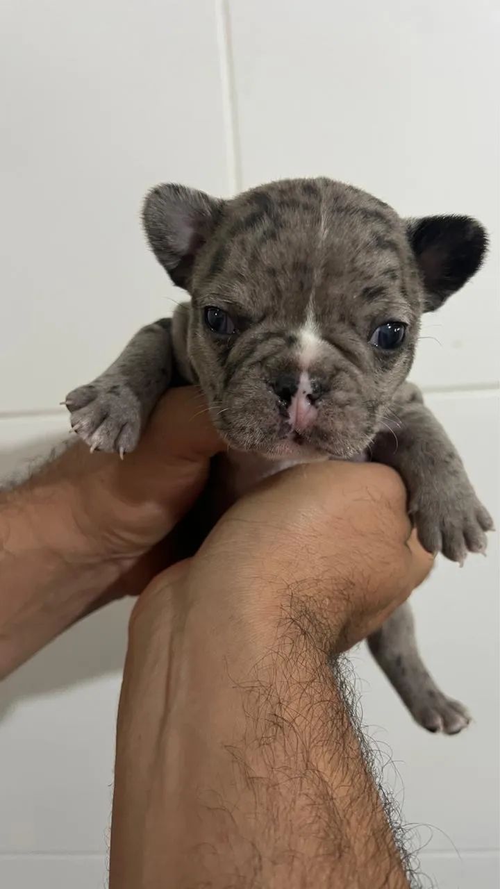 Buldogue francês  - Foto 5