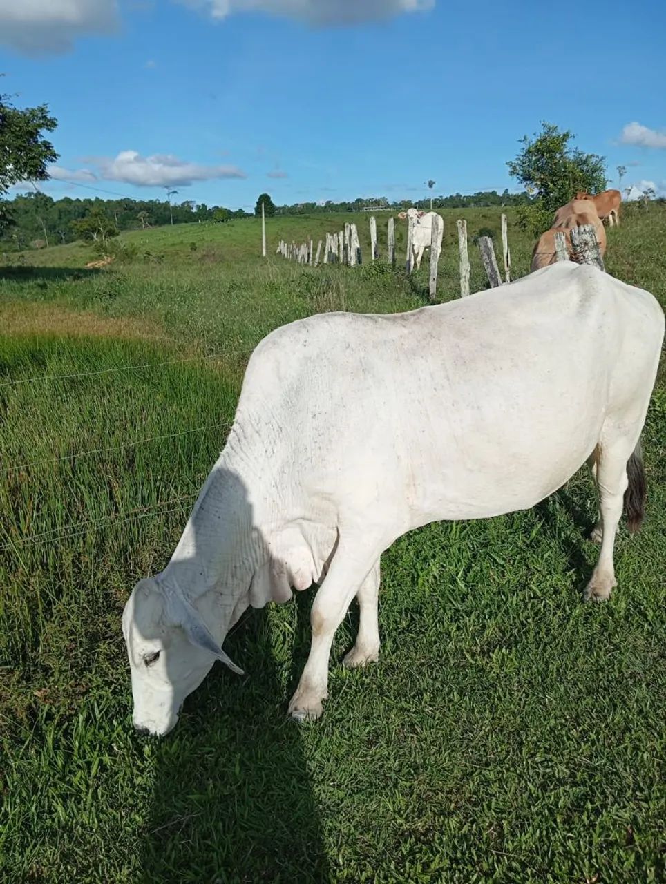 Fazenda a venda - Foto 4