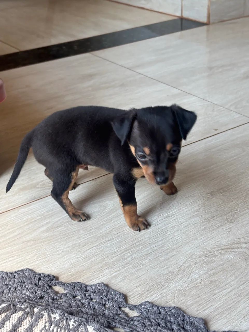 Filhote de Pinscher  - Foto 4