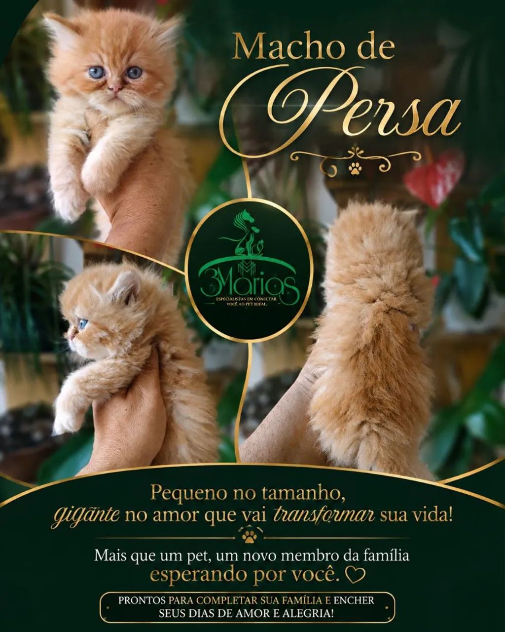 Filhotes de Persa. Aceito cartão e pix  - Foto 3