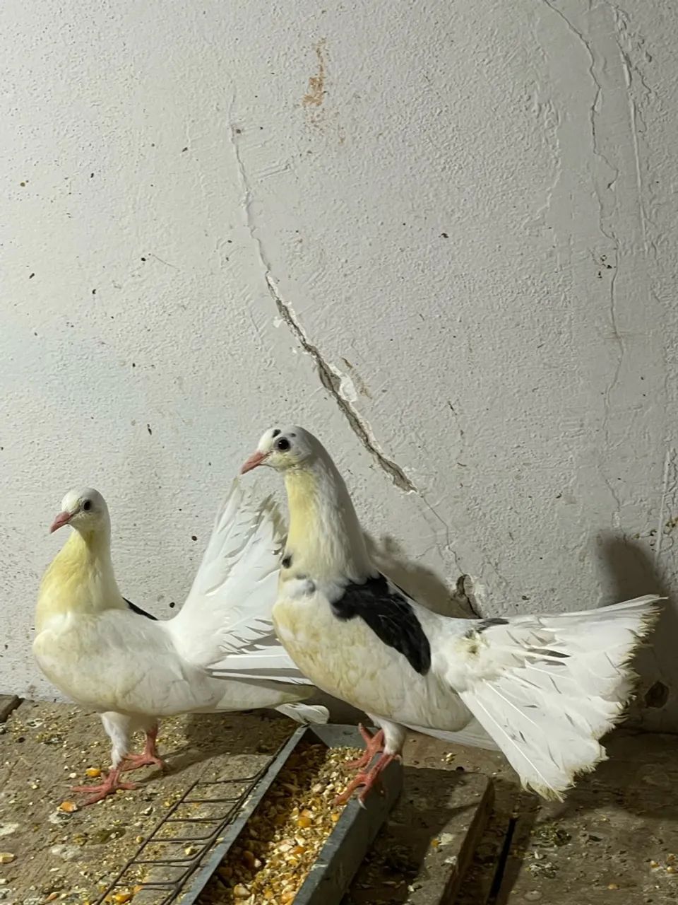 Animais