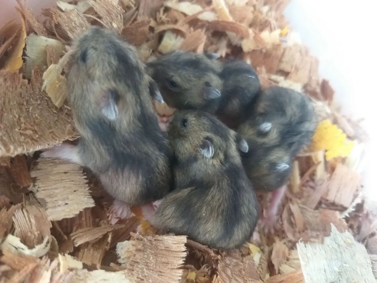 Hamster anão russo  - Foto 3