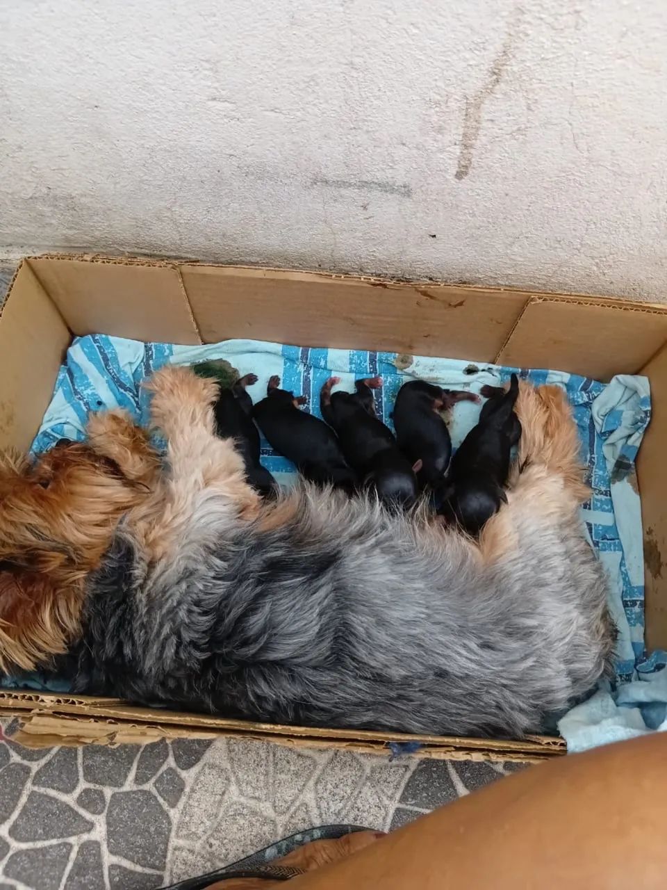 Patrícia - Foto 2