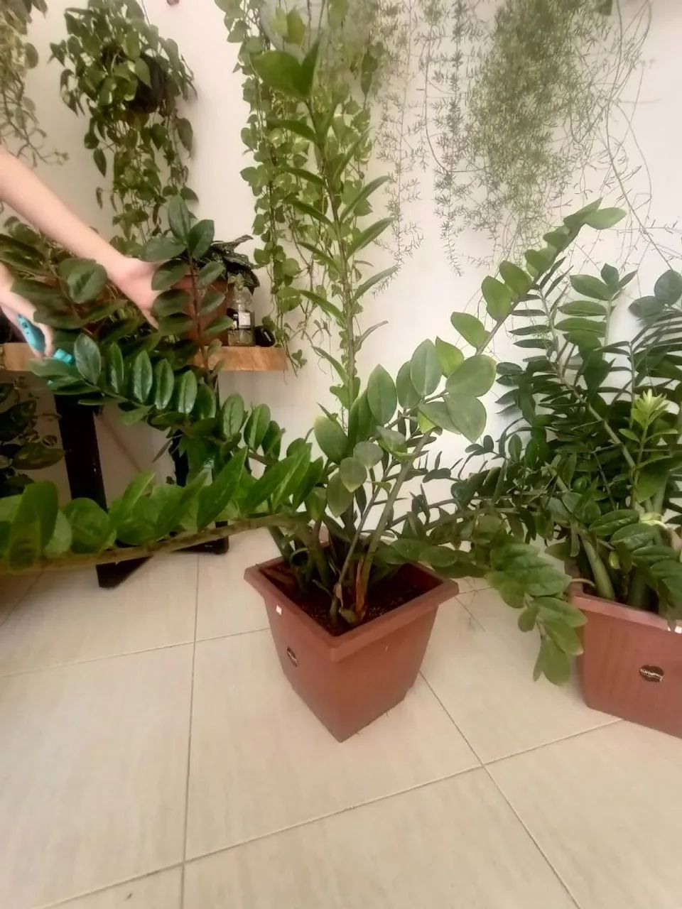 Planta Zamiocuca 