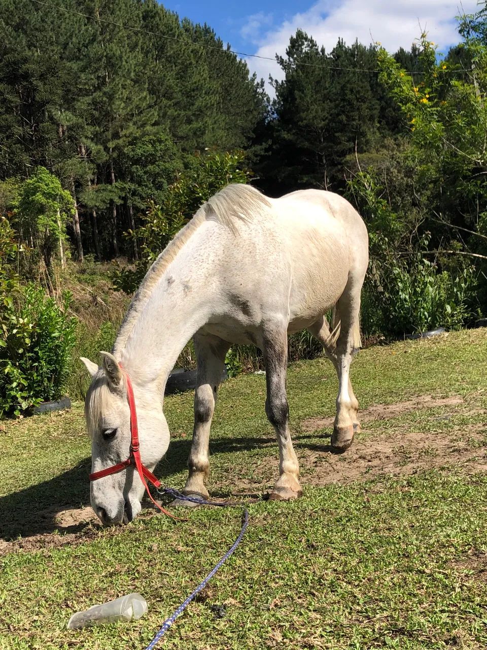 Cavalo petiço  - Foto 5