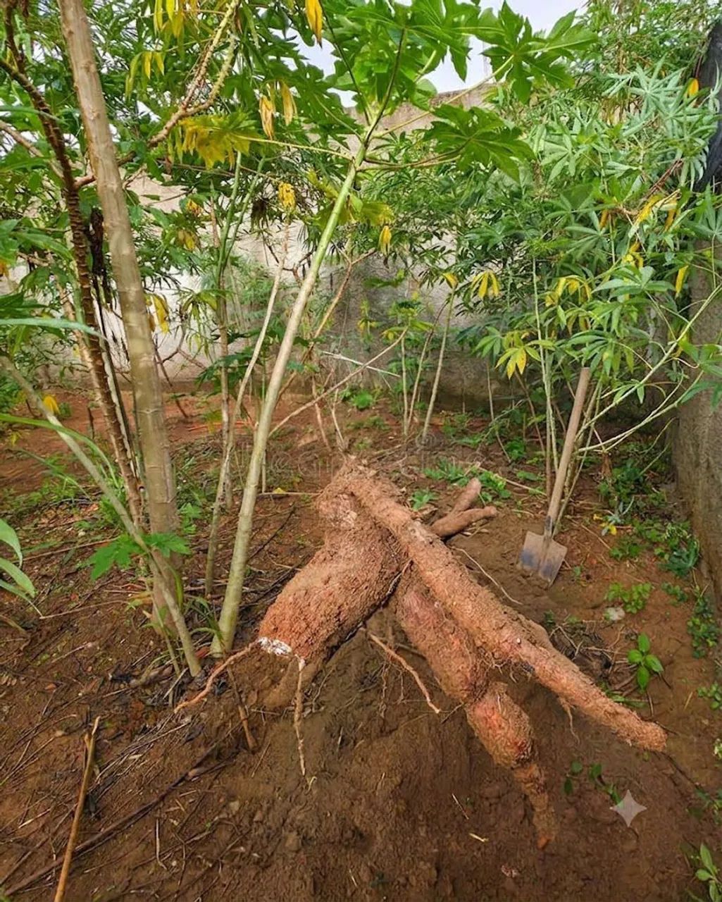 Rama mandioca 